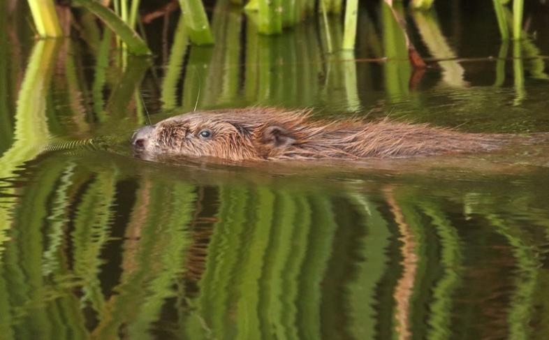 Beaver female.