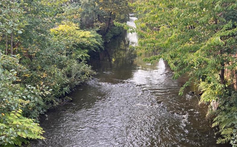 Image of the River Don with trees along its banks