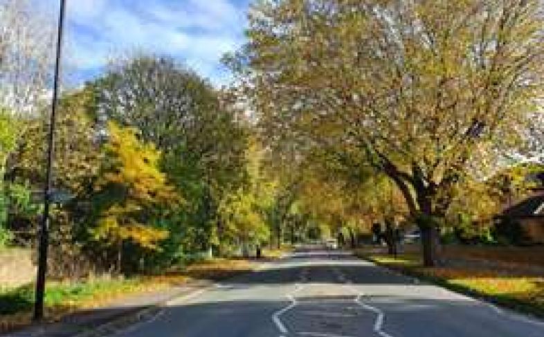 A quiet street lined with trees on a sunny day