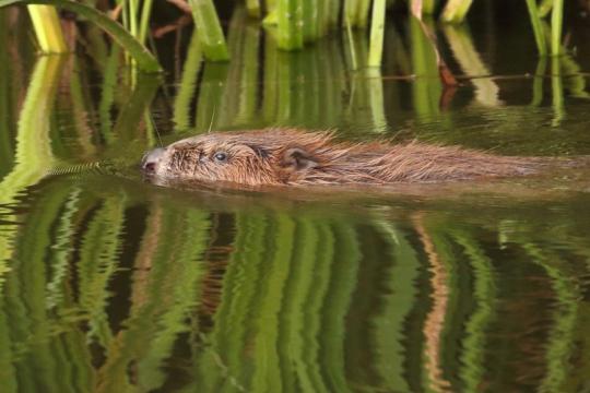 Beaver female.