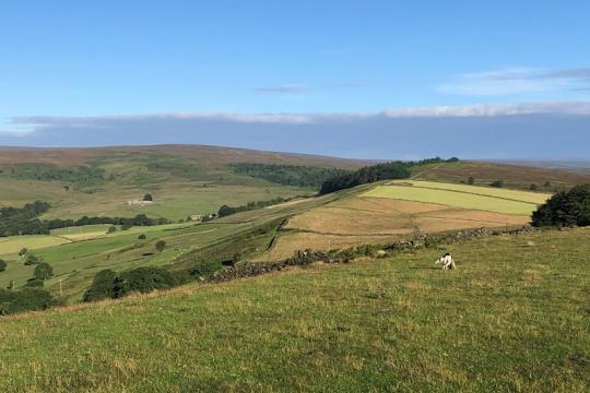 Countryside moors under a blue sky. There are sheep grazing