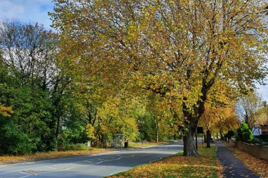 A street lines with trees. The trees are autumnal colours and there are leaves are on the pavement