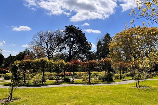 A beautiful garden scene of green grass in foreground, various sized trees in the middle ground underneath a blue sky with white clouds