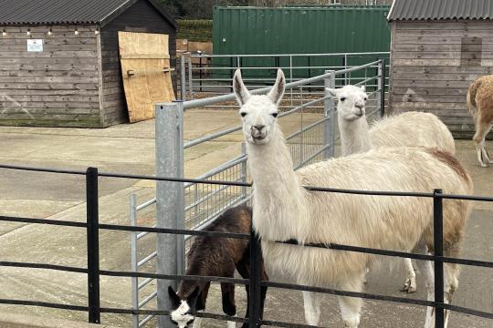 Llamas at Graves Park Animal Farm