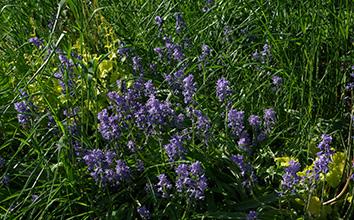 Purple flowers in a bush